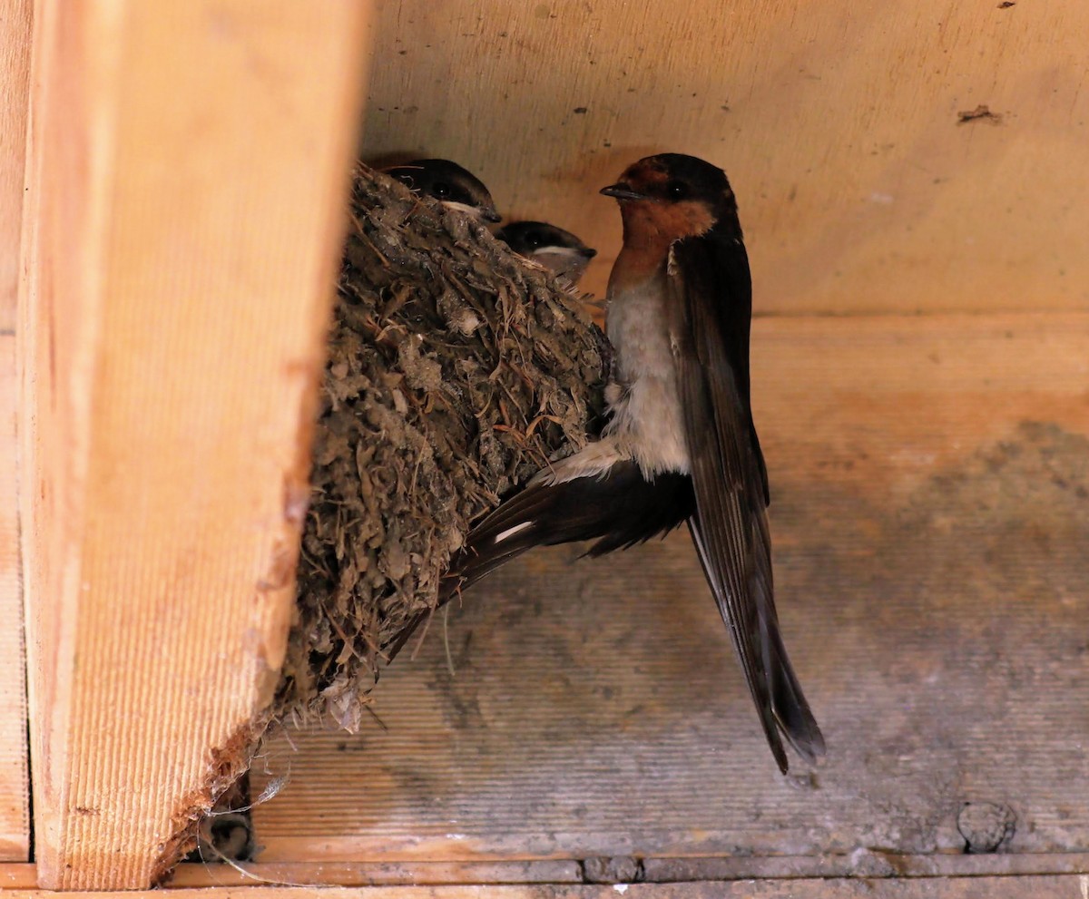 Welcome Swallow - ML400982741