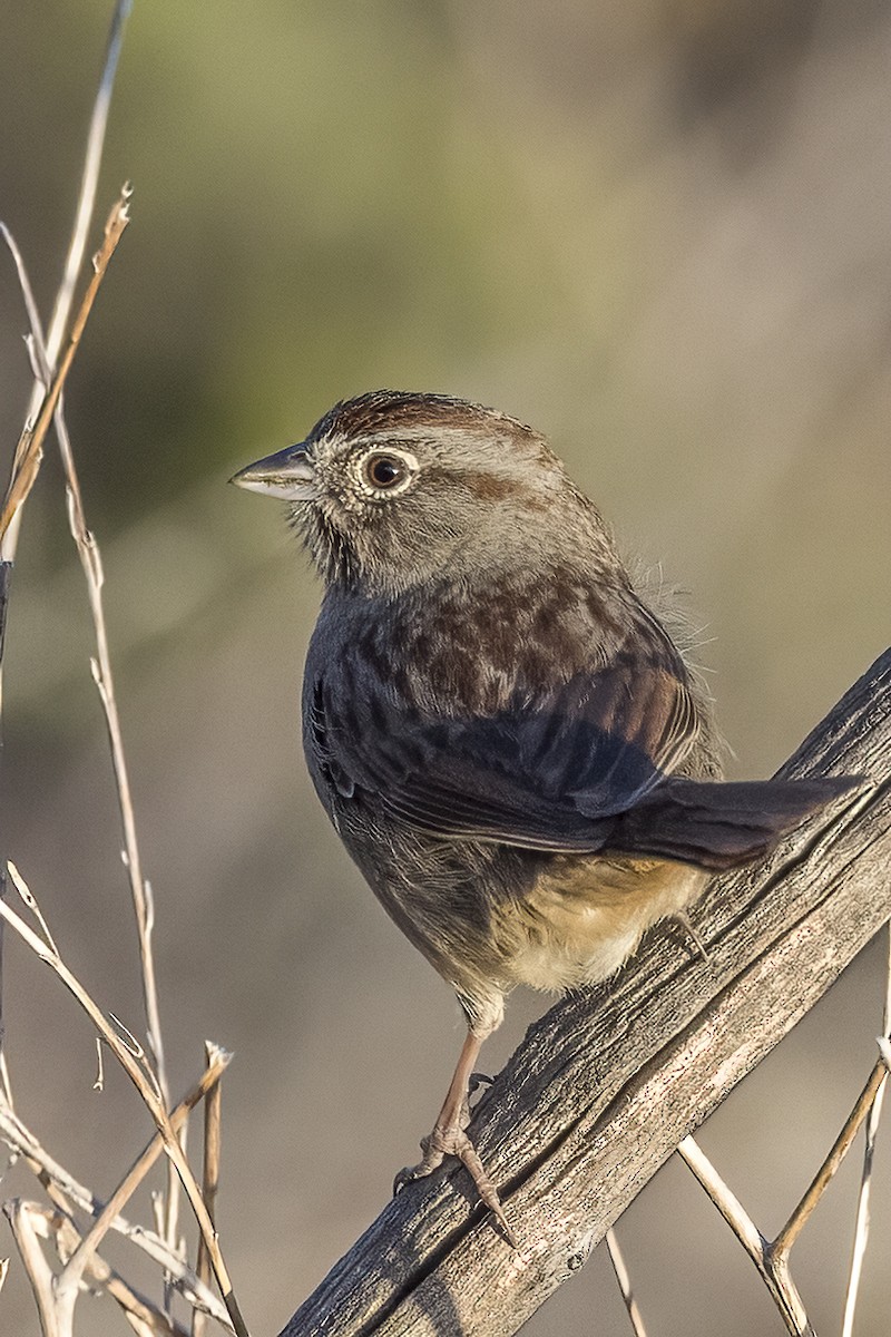Rufous-crowned Sparrow - ML400983531