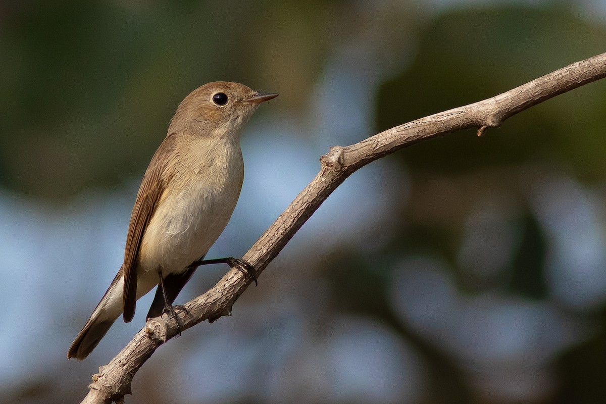 Red-breasted Flycatcher - ML400984831
