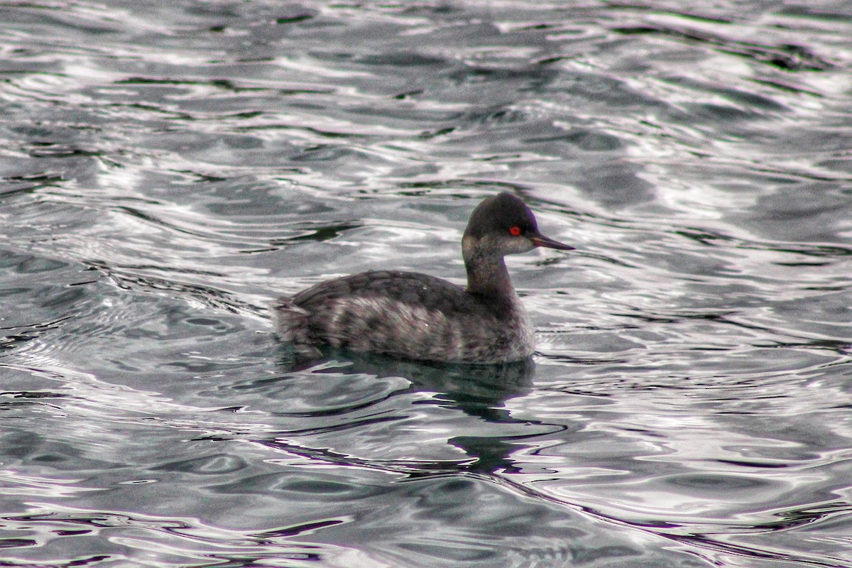 Eared Grebe - Karen Blocher