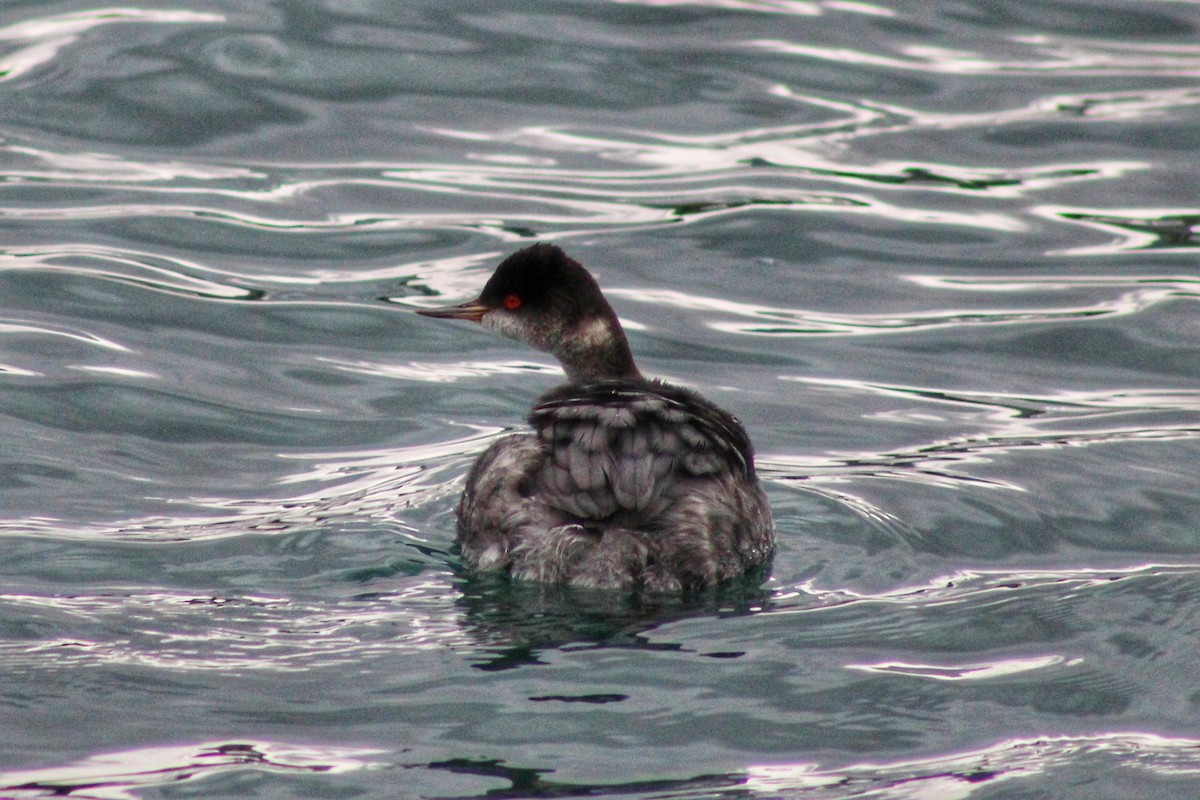 Eared Grebe - Karen Blocher