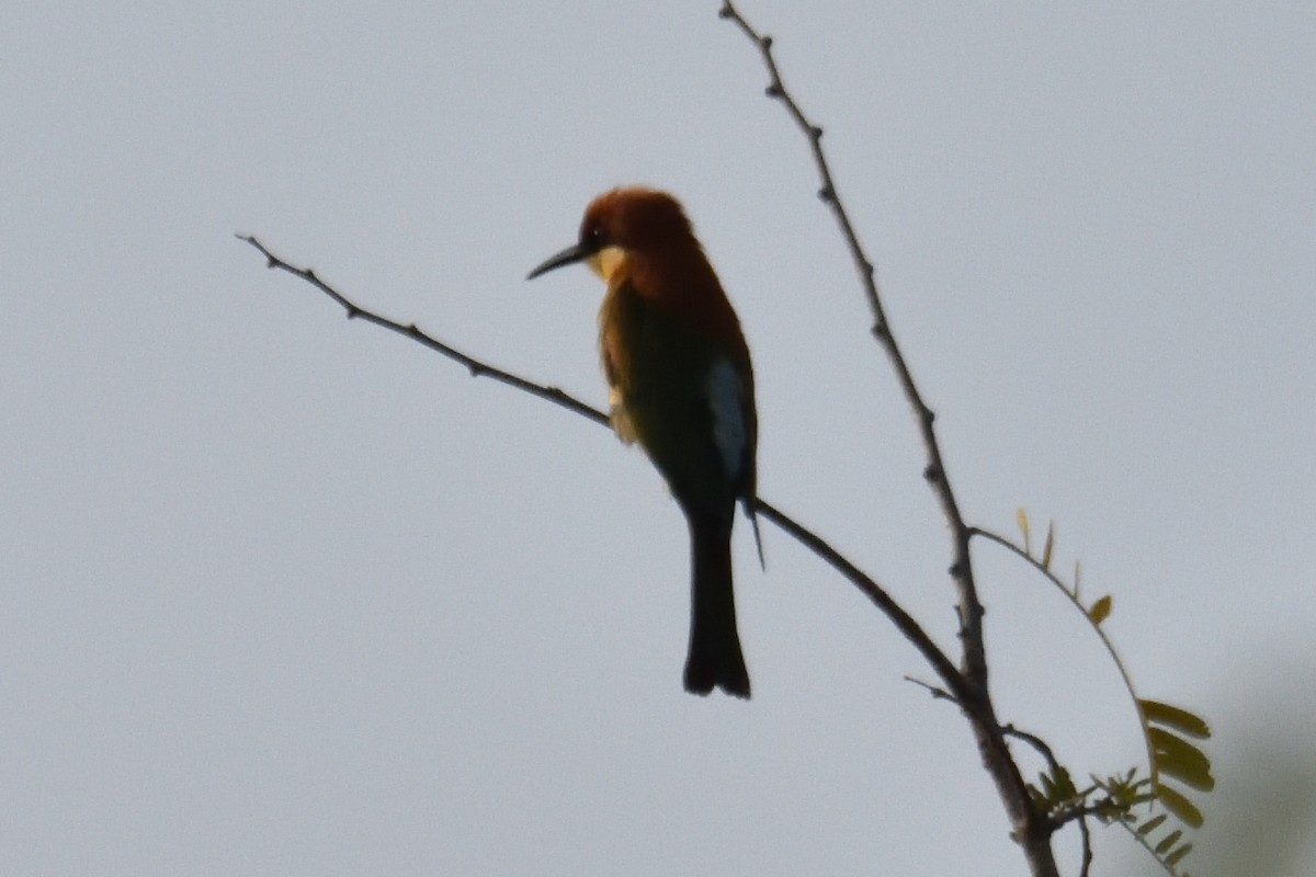 Chestnut-headed Bee-eater - ML400985421