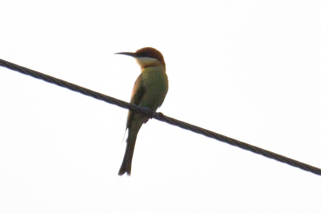 Chestnut-headed Bee-eater - ML400985431