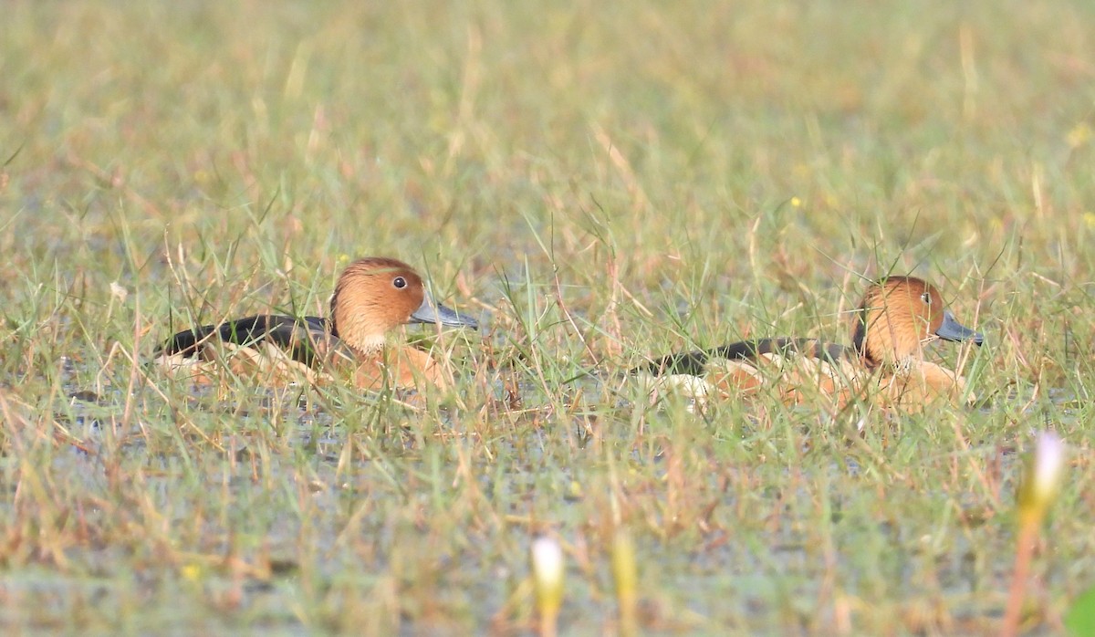 Fulvous Whistling-Duck - Bhagyasree Venugopal