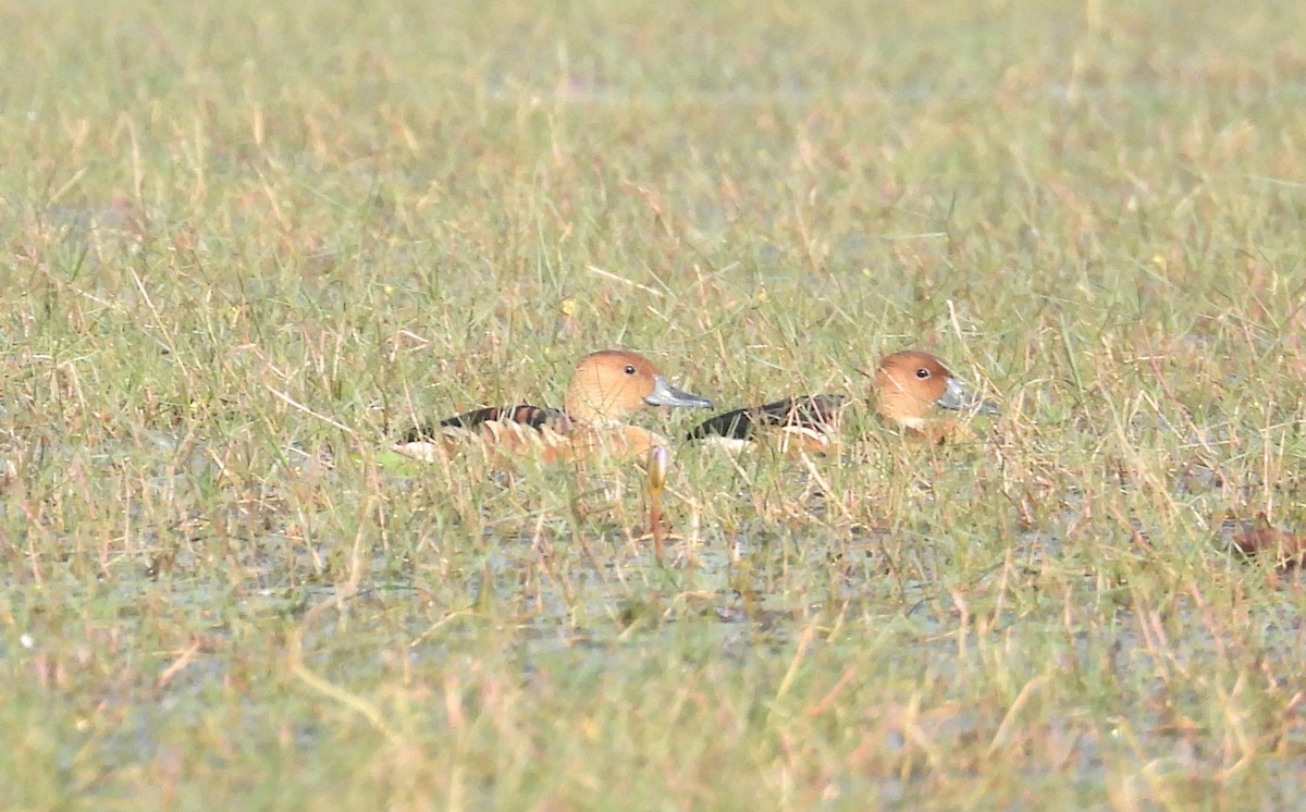 Fulvous Whistling-Duck - ML400988171