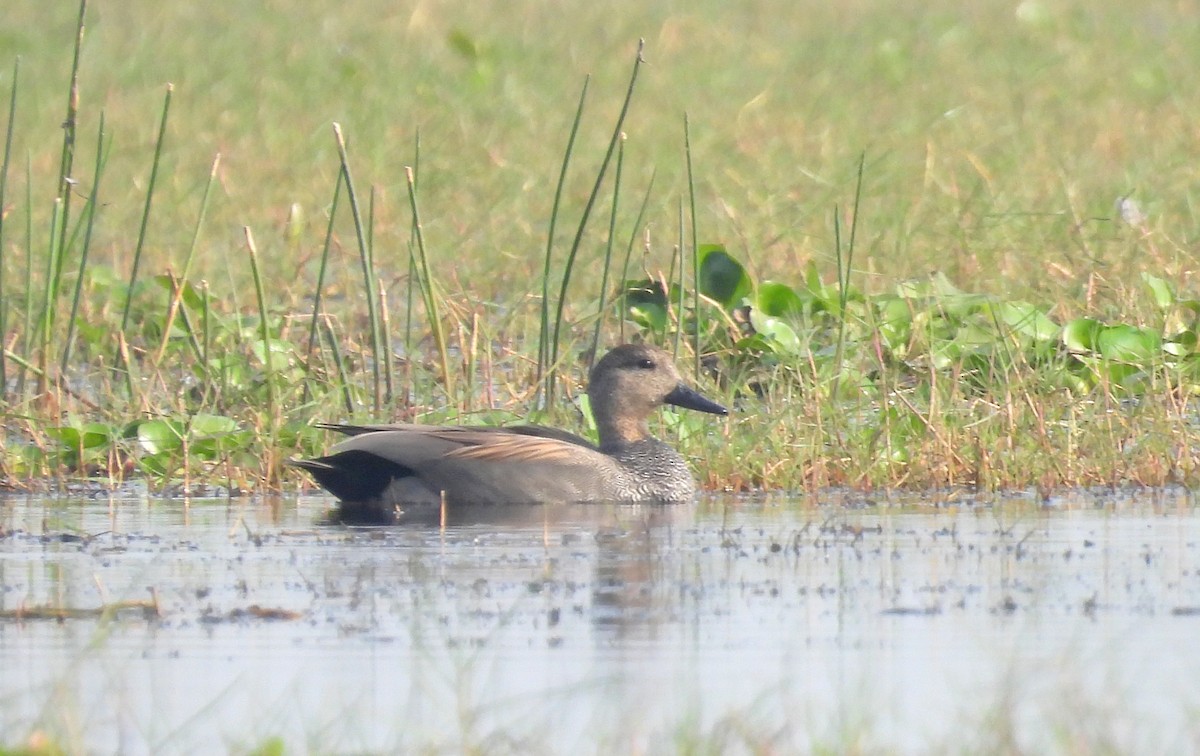 Gadwall - ML400988221