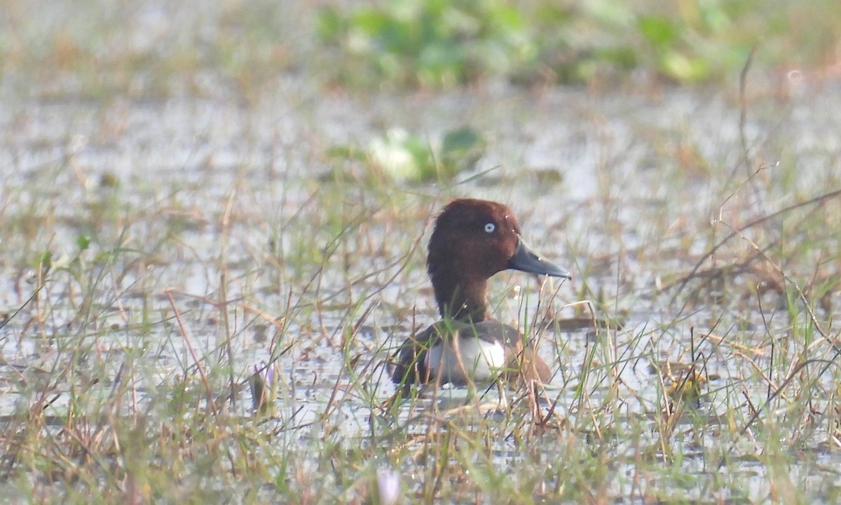 Ferruginous Duck - ML400988241