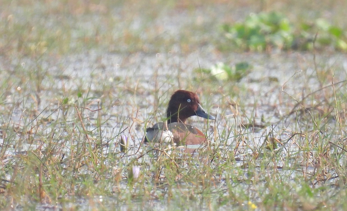 Ferruginous Duck - ML400988261