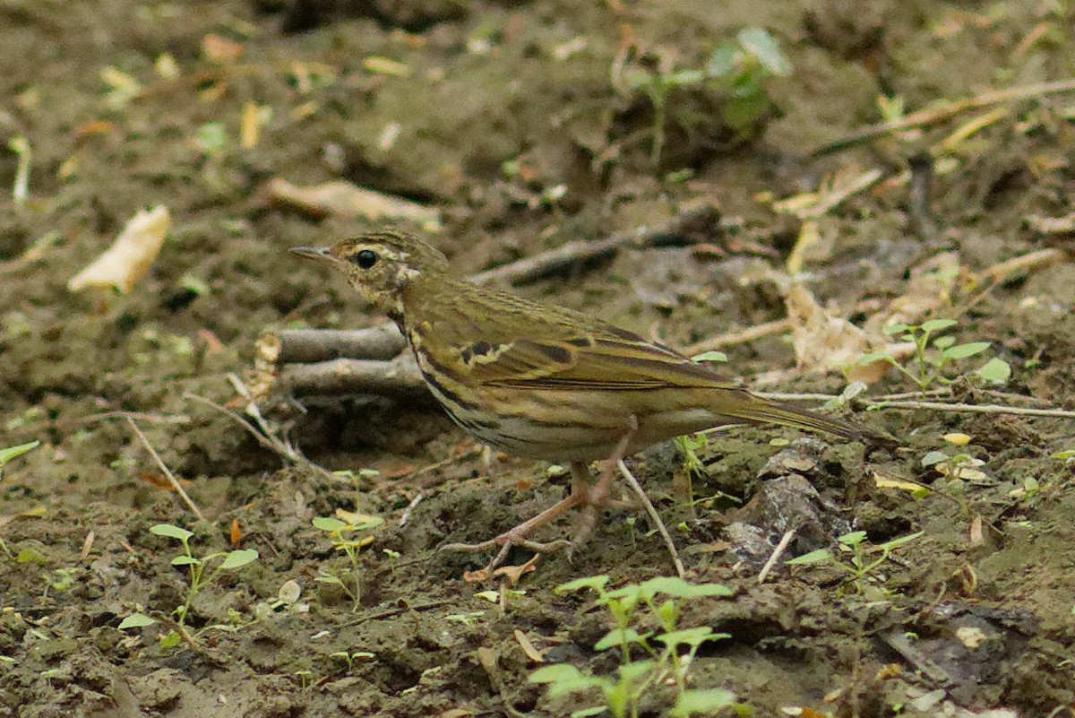 Olive-backed Pipit - ML400988841