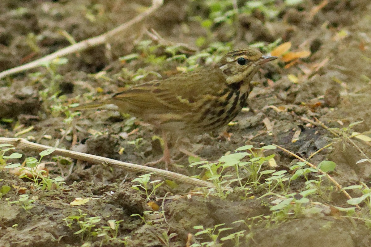 Olive-backed Pipit - ML400988851