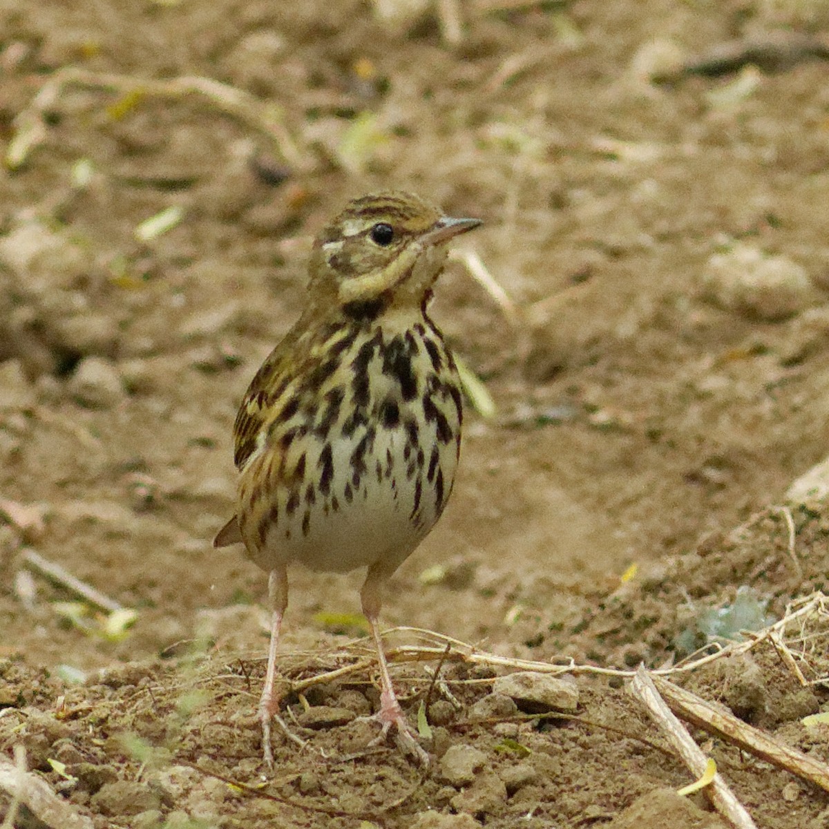 Olive-backed Pipit - ML400988861