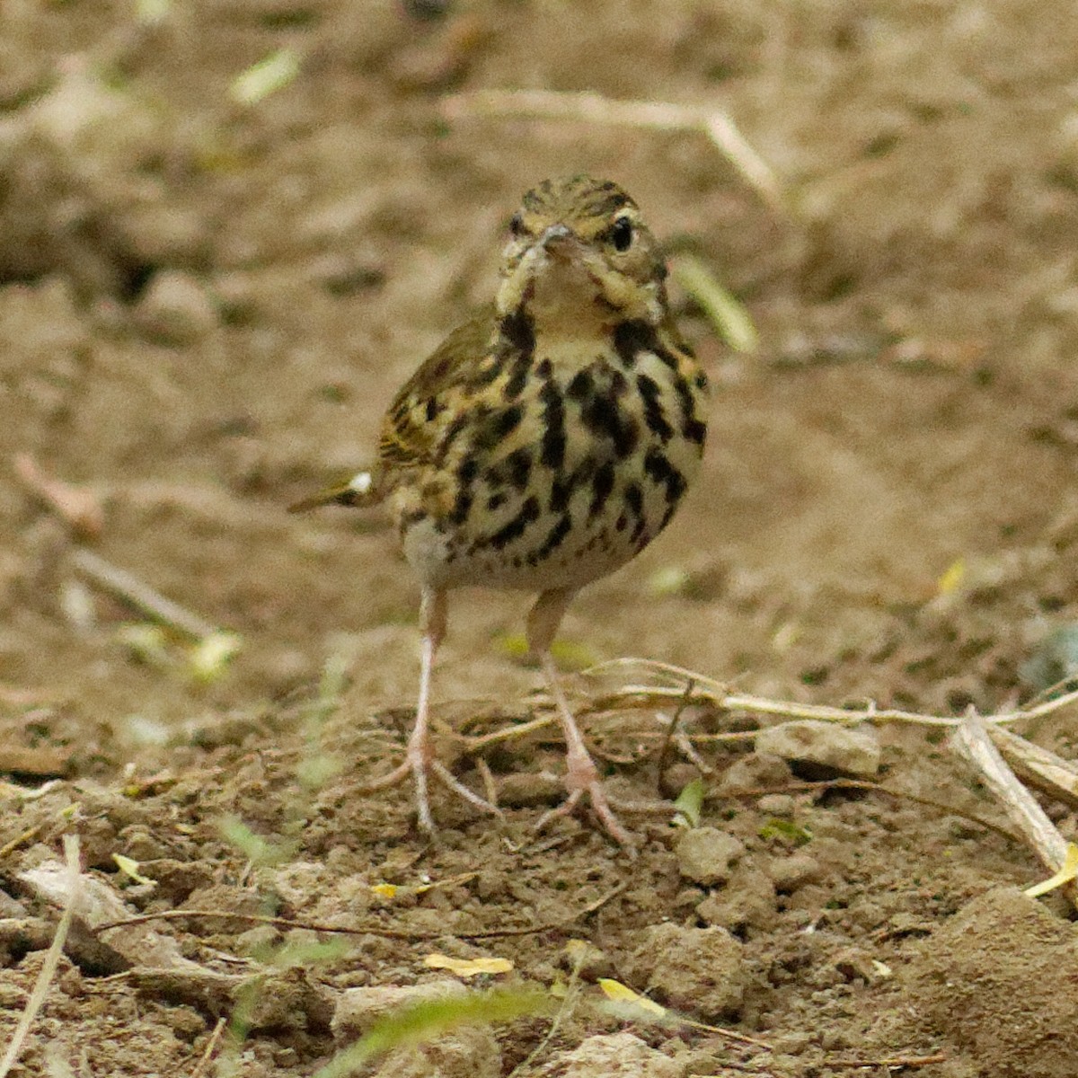 Olive-backed Pipit - ML400988871