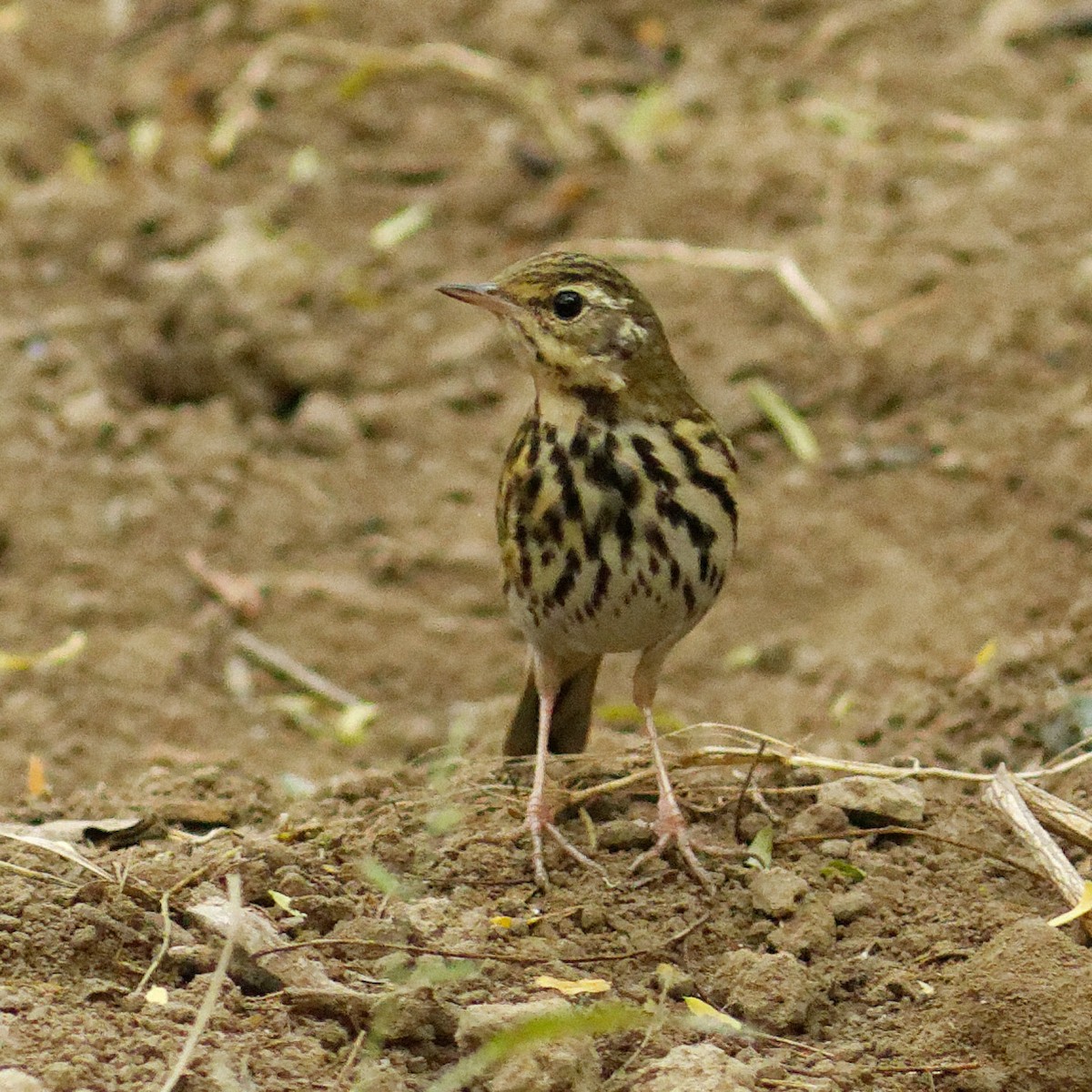 Olive-backed Pipit - ML400988881