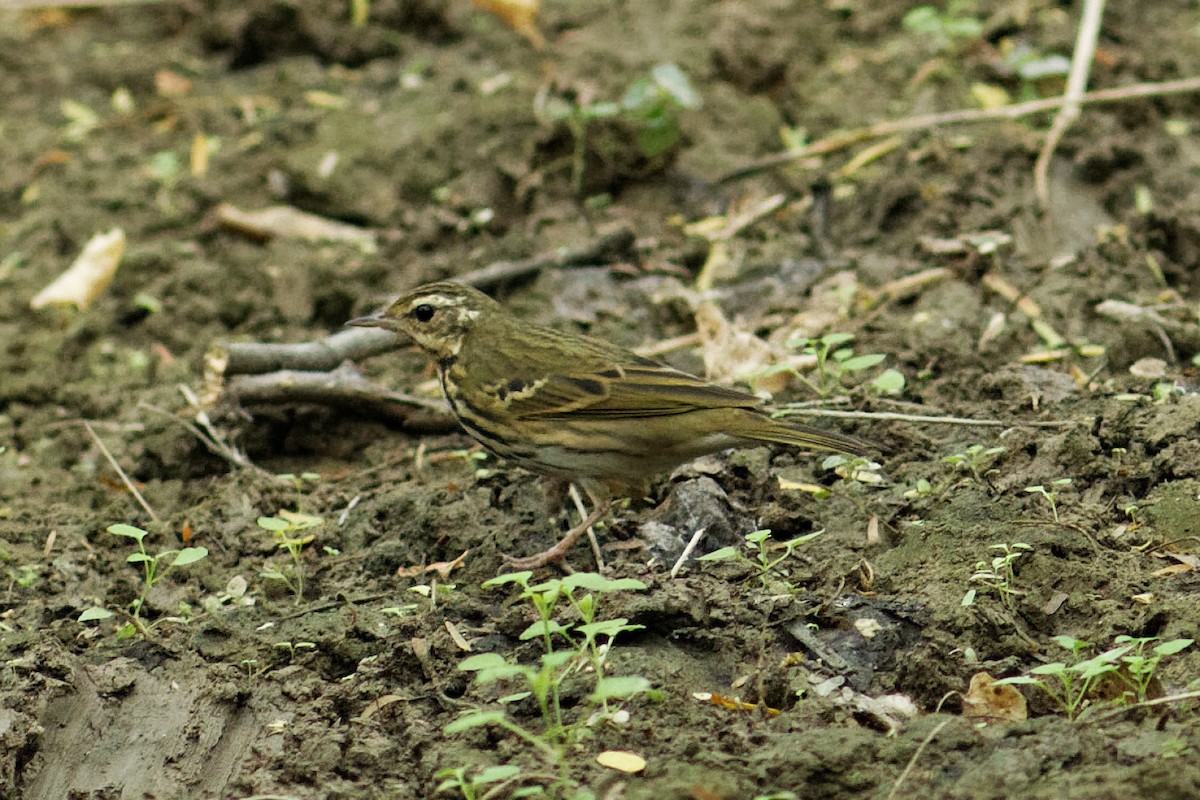 Olive-backed Pipit - ML400988891