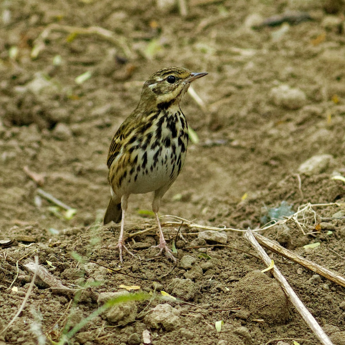 Olive-backed Pipit - ML400989161
