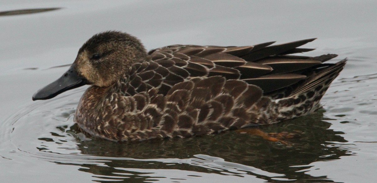 Blue-winged Teal - ML400990621