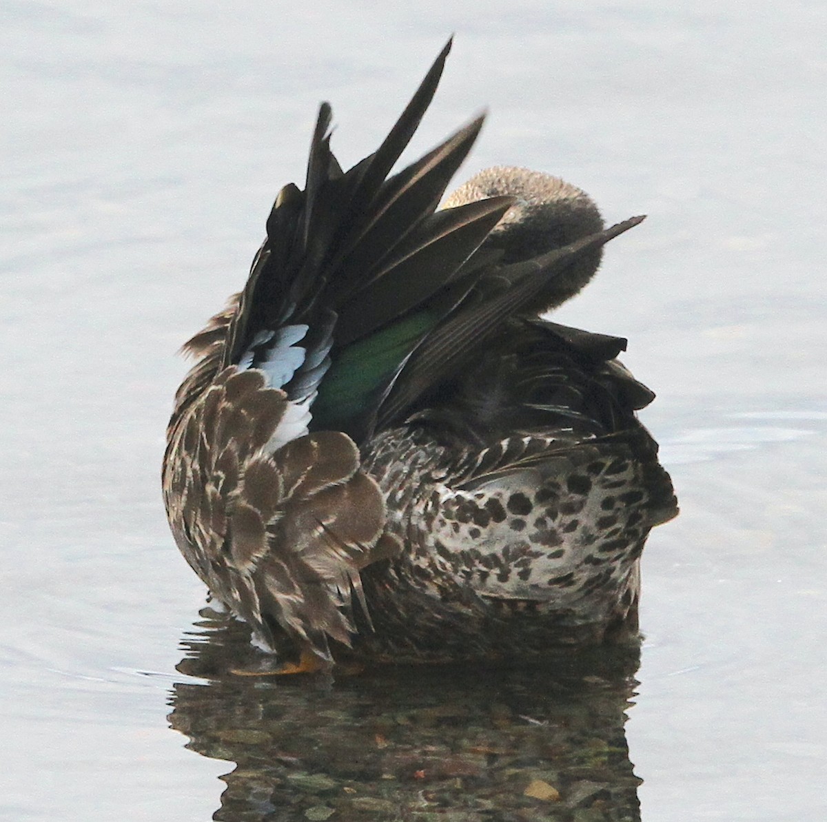 Blue-winged Teal - ML400990631