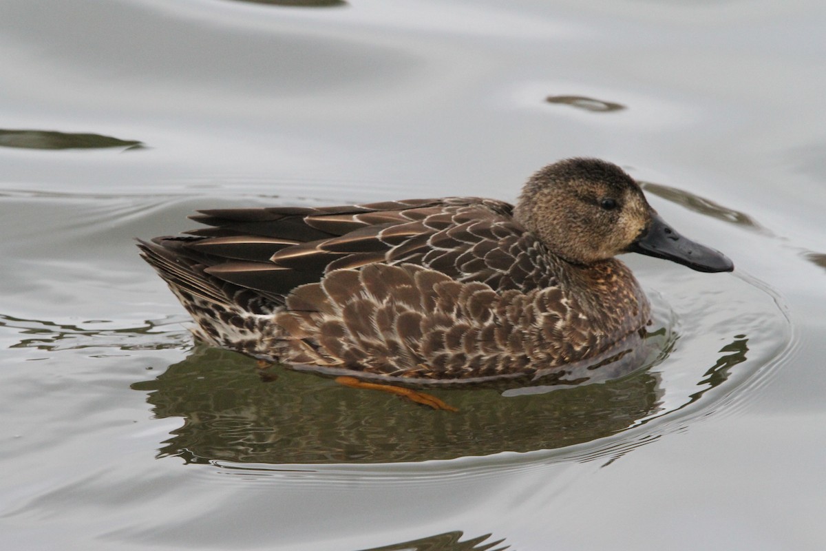 Blue-winged Teal - ML400990641