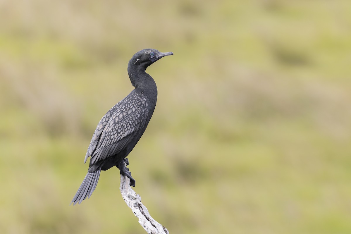 Little Black Cormorant - ML400994551