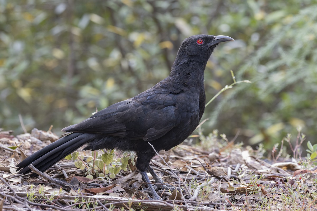 White-winged Chough - ML400994561