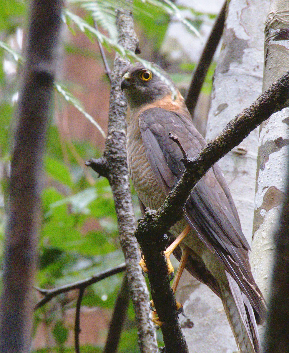 Collared Sparrowhawk - Kent Warner
