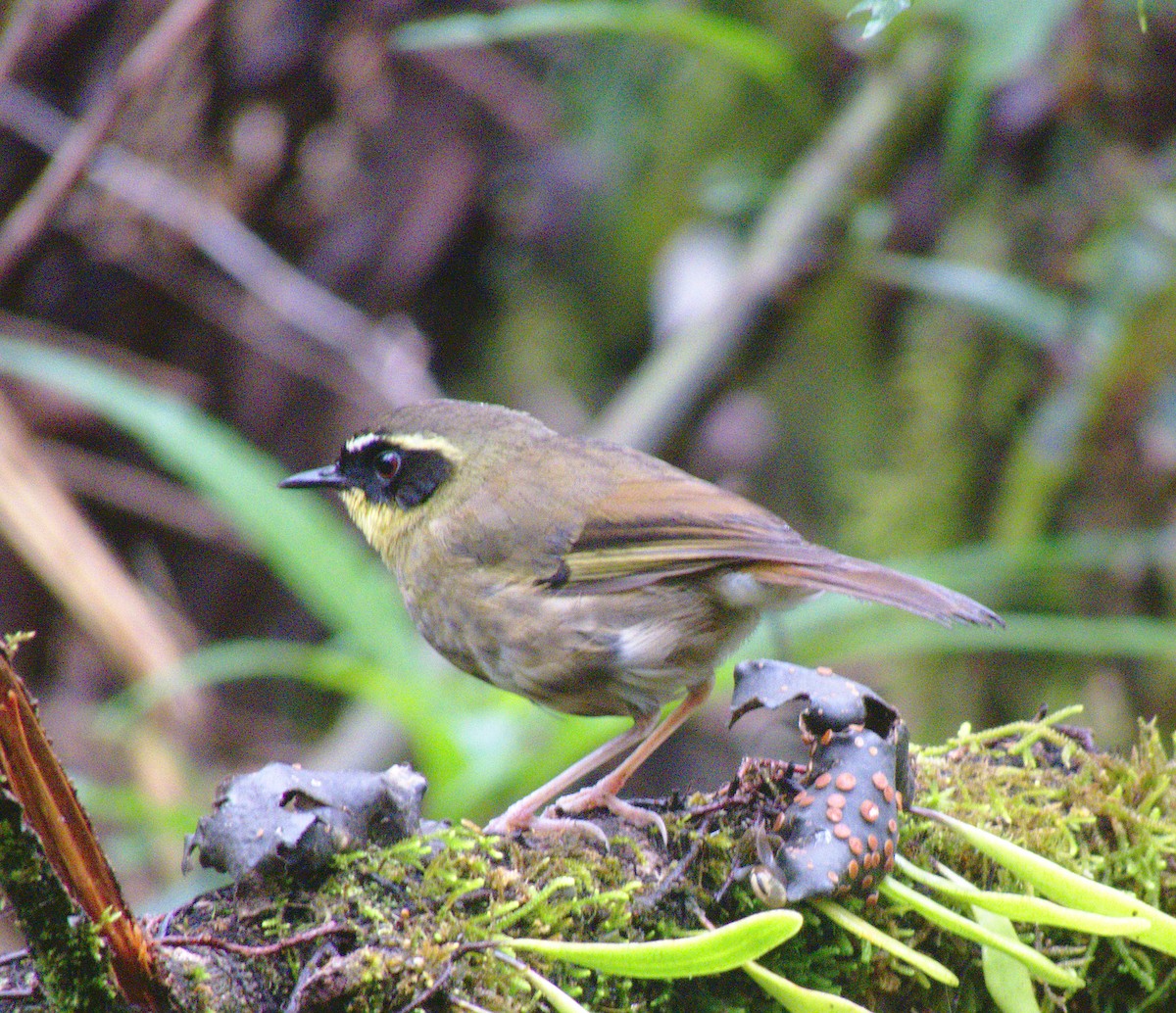 Yellow-throated Scrubwren - Kent Warner