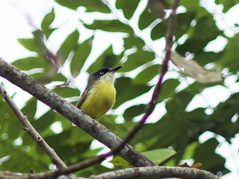 Common Tody-Flycatcher