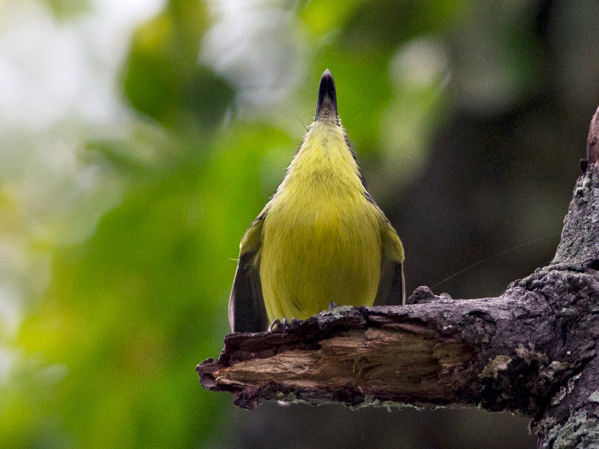 Common Tody-Flycatcher