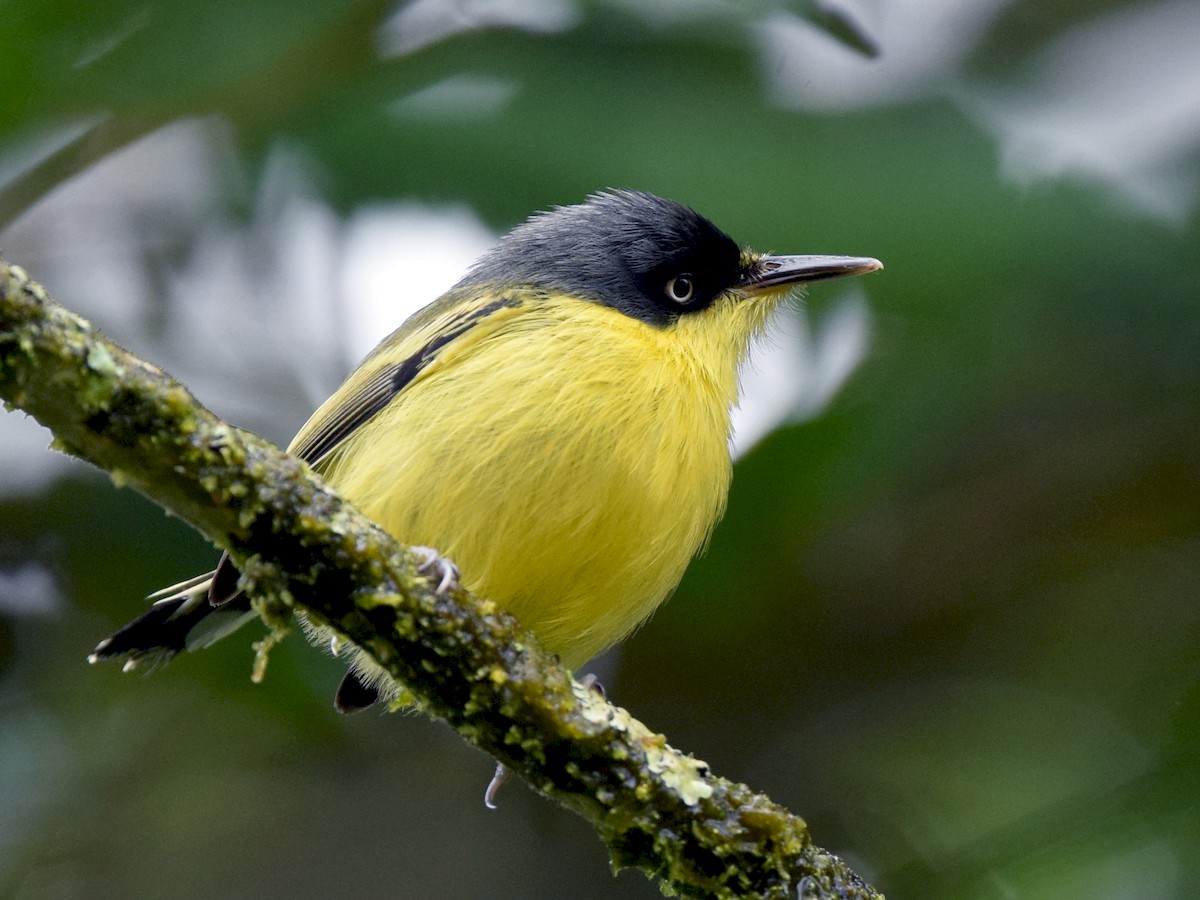 Common Tody-Flycatcher