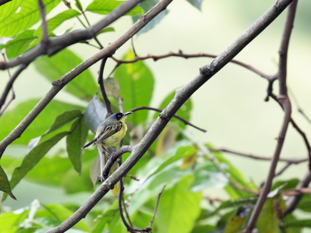 Common Tody-Flycatcher