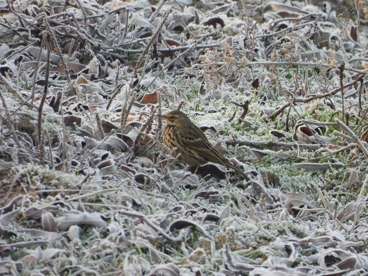 Rosy Pipit - Ansar Ahmad Bhat