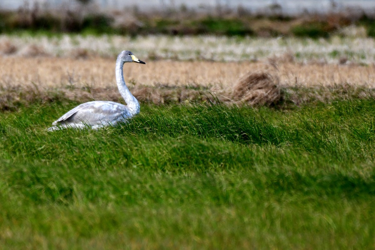 Cygne chanteur - ML400999111