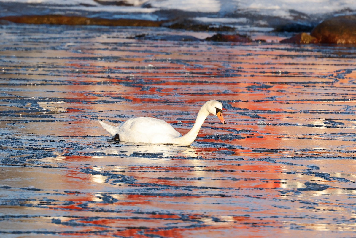 Mute Swan - ML400999391