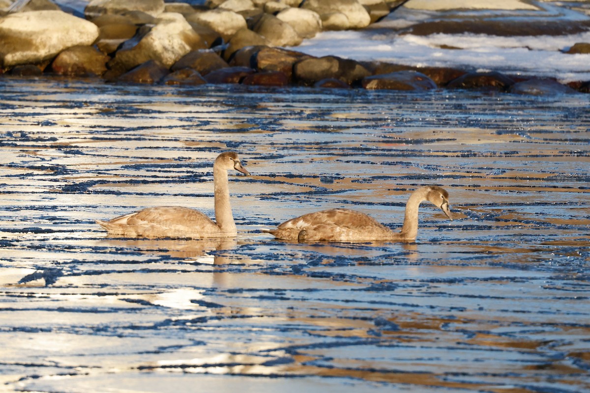 Mute Swan - ML400999401