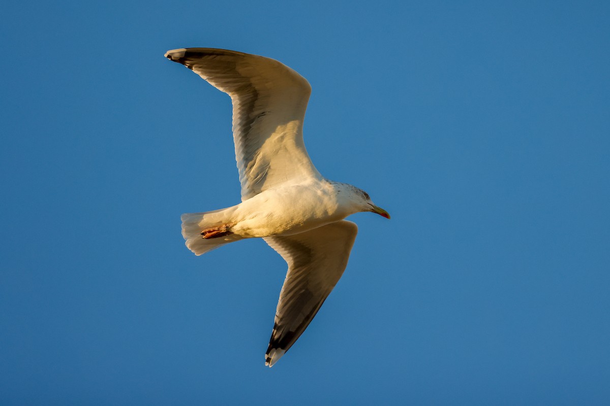 European Herring Gull - ML400999431