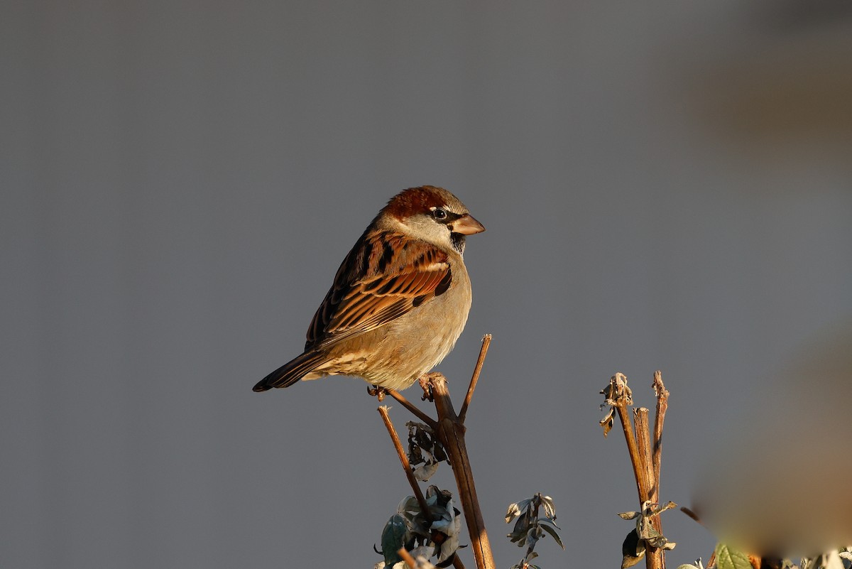 House Sparrow - ML400999451