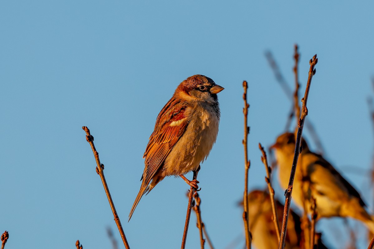 House Sparrow - ML400999461