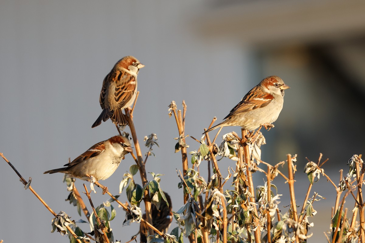 House Sparrow - ML400999471