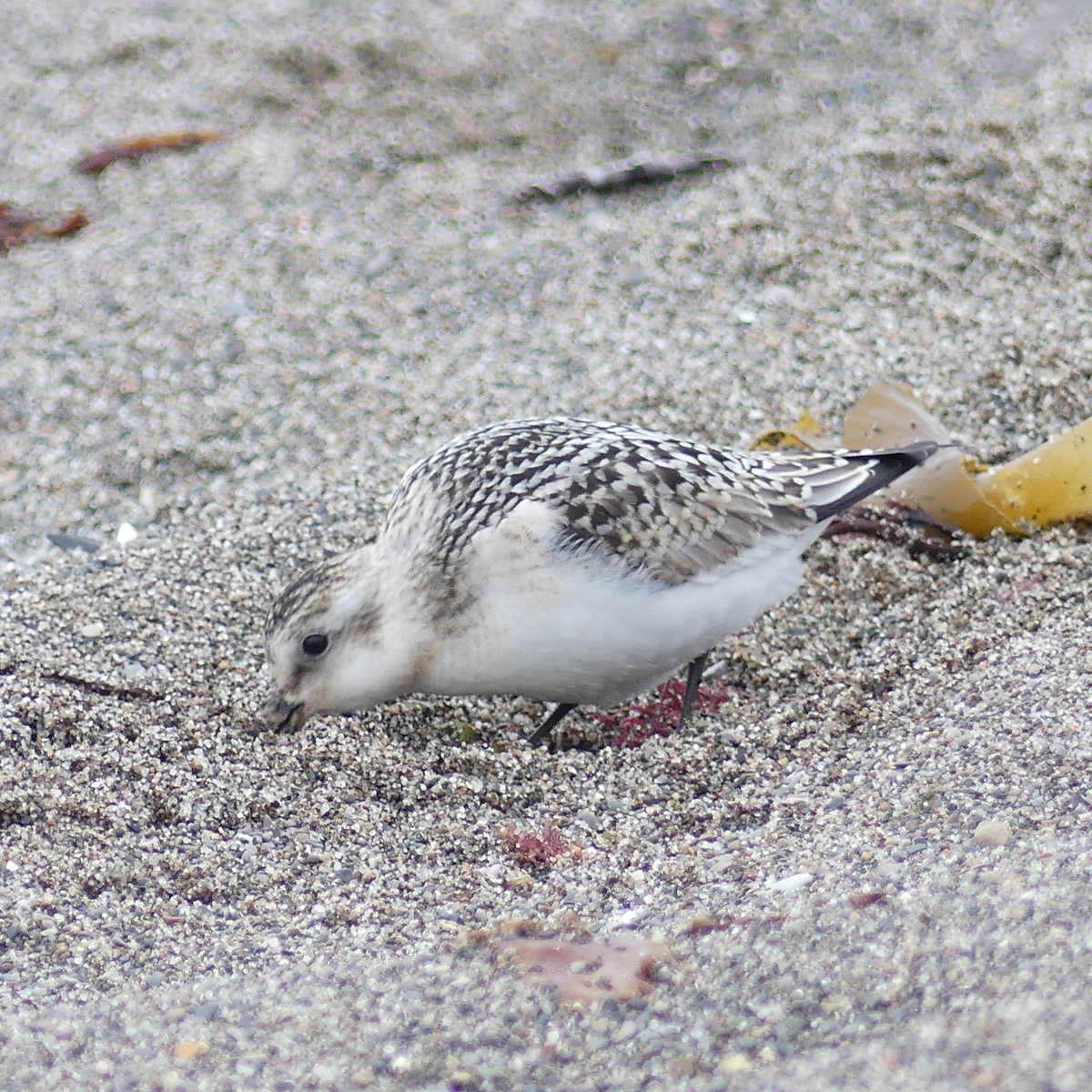 Bécasseau sanderling - ML401000551