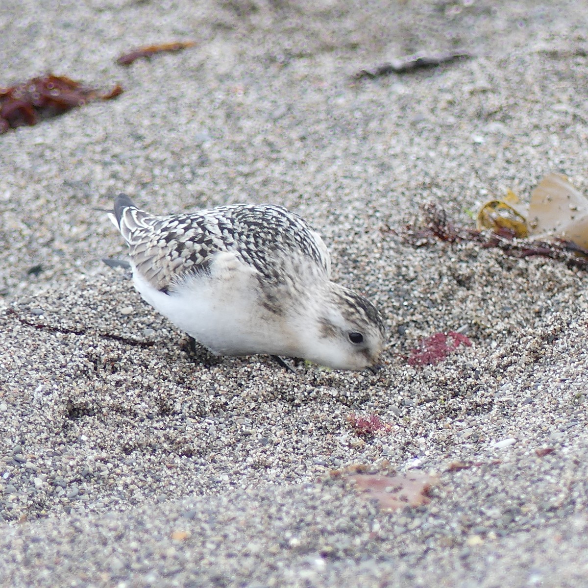 Bécasseau sanderling - ML401000591