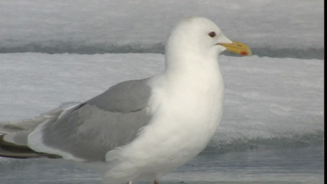 Iceland Gull (Thayer's) - ML401002