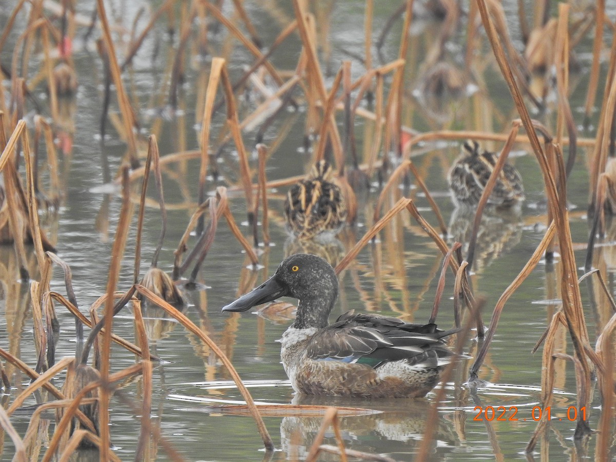 Northern Shoveler - ML401002111