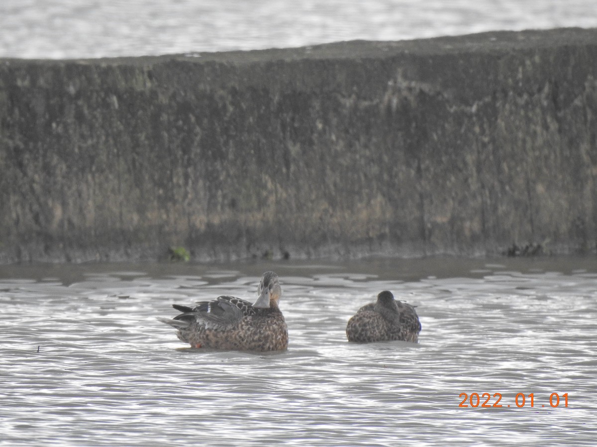 Northern Shoveler - ML401002151