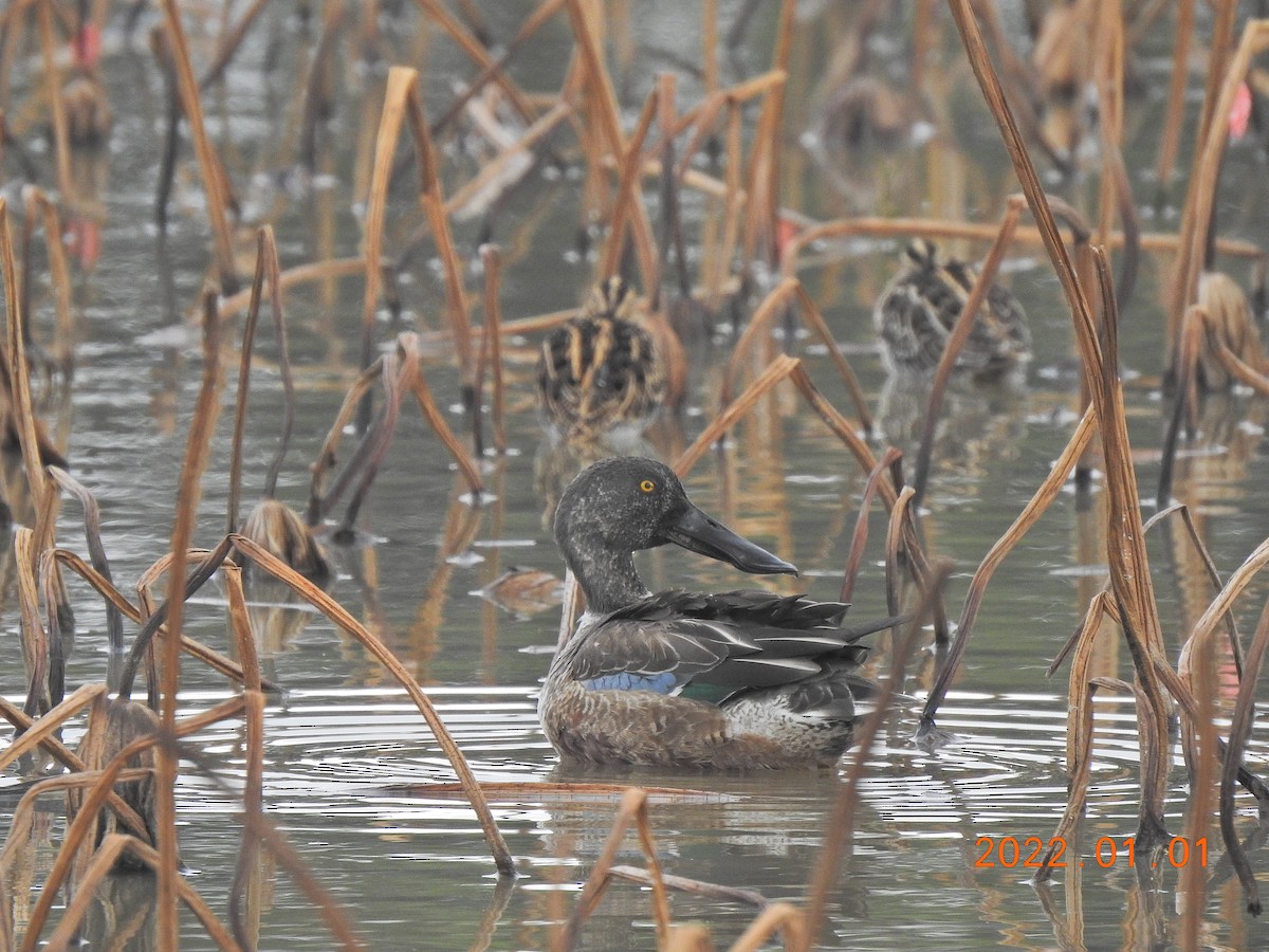 Northern Shoveler - ML401002161