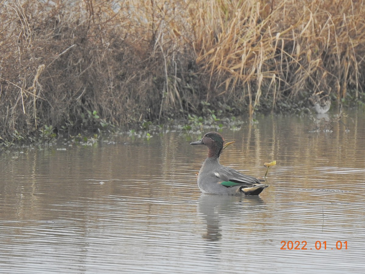 Green-winged Teal - ML401002171