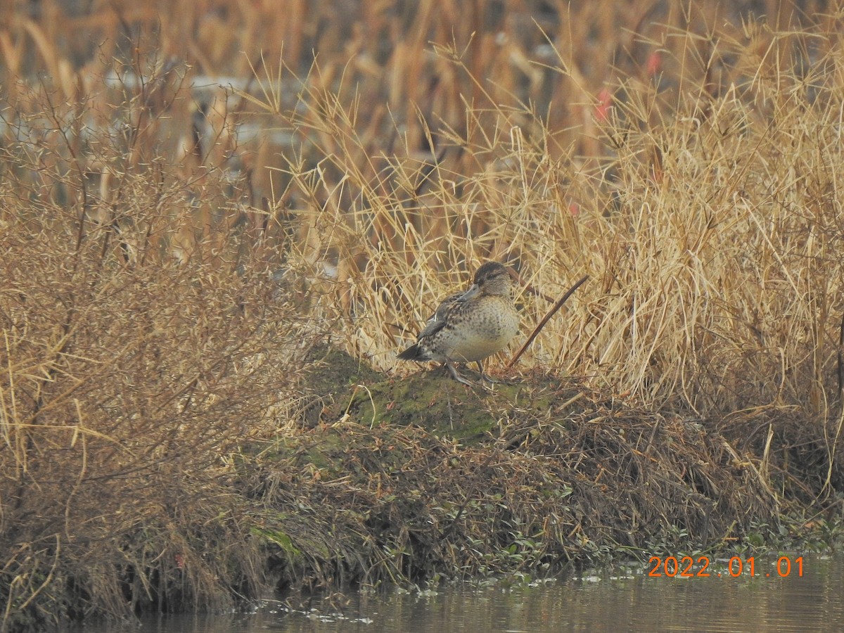 Green-winged Teal - ML401002181