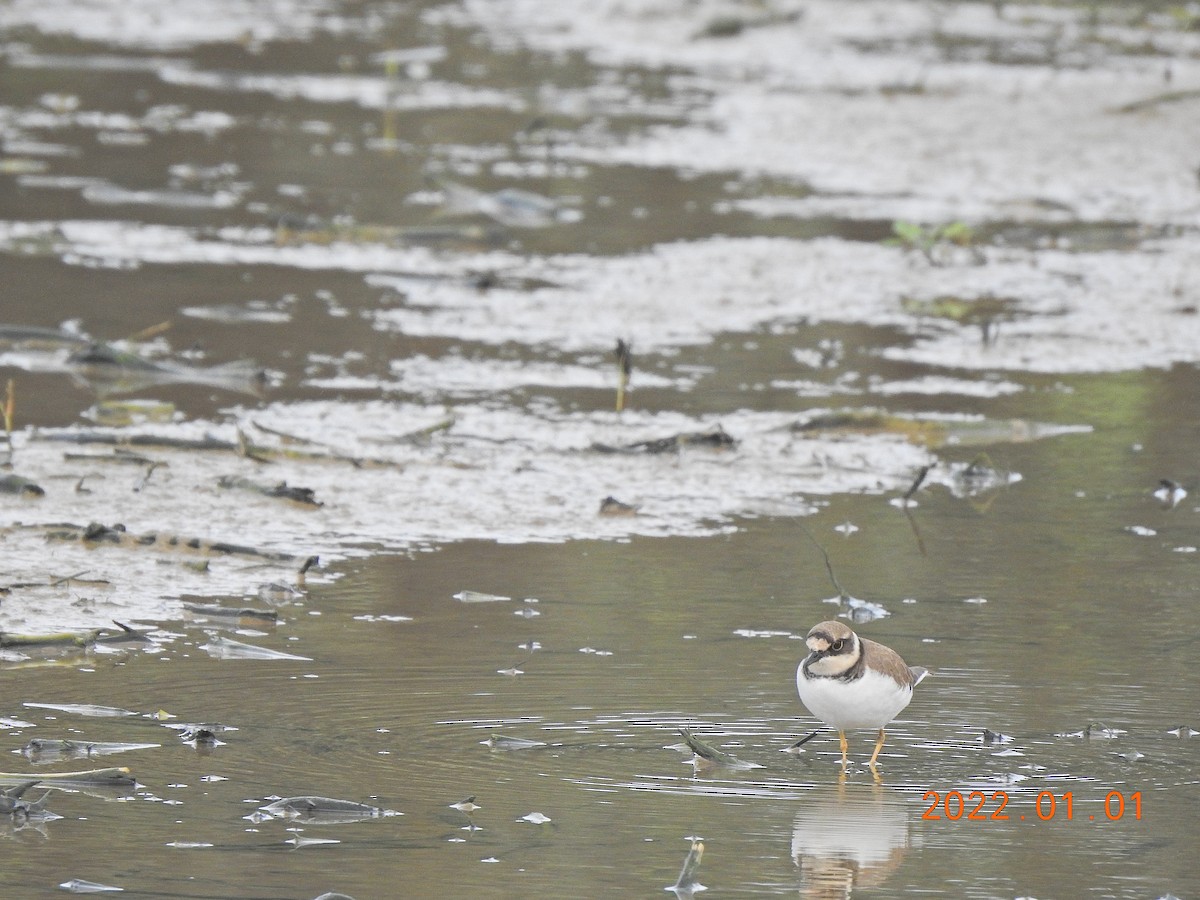 Little Ringed Plover - ML401002531