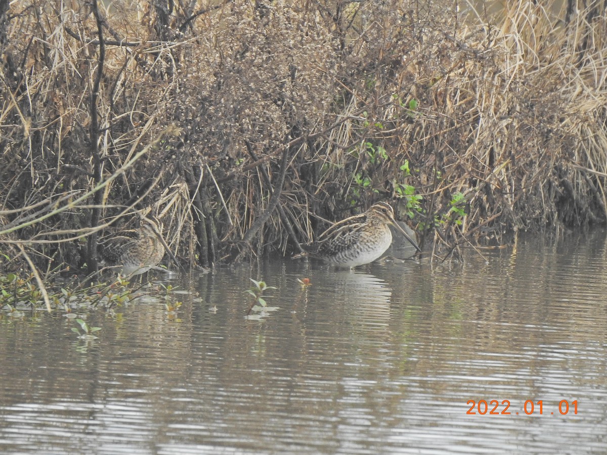 Common Snipe - ML401002591