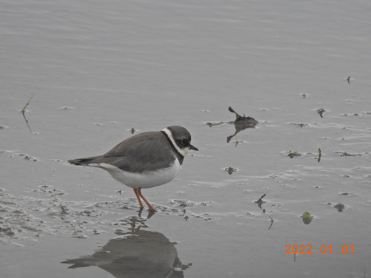 Little Ringed Plover - ML401002611