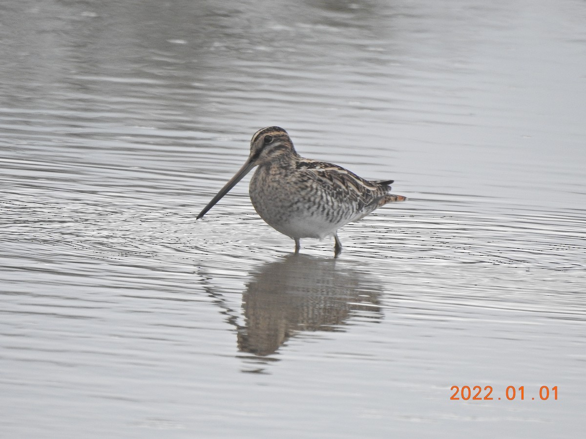 Common Snipe - ML401002621